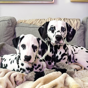 Fundraising Page: Moxie and Diesel